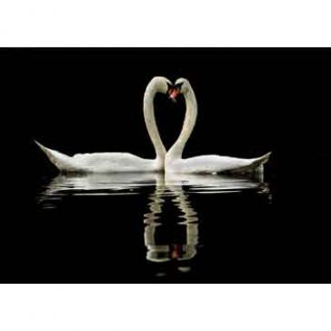 Two swans heart