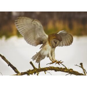 Barn Owl landing