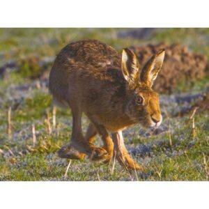 Running Hare in Shropshire greeting card