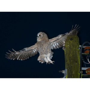 Tawny Owl Chick