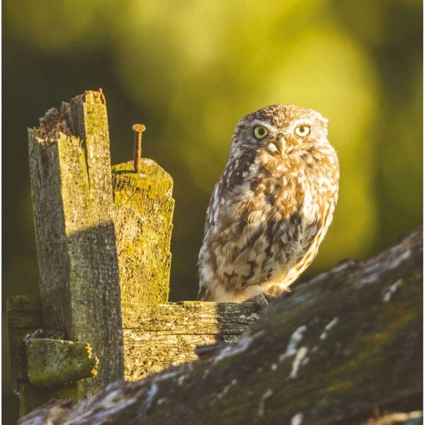 AFPS05 Little Owl Little owl on perch