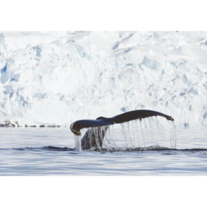 Whale tail