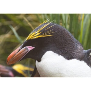 Penguin close up postcard