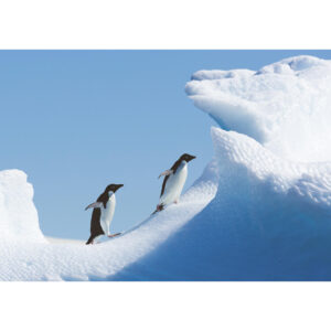 Penguins on ice postcard