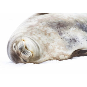 Crabeater seal asleep postcard