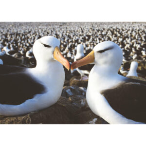 Albatross pair postcard