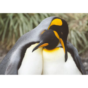Penguin couple postcard