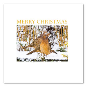 Pheasants in Snow, Shropshire