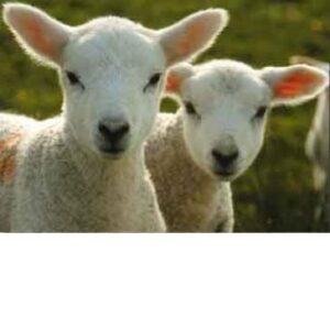 PS0056 Spring Lambs in Shropshire