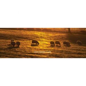 BM12 Sheep at sunset, Shropshire