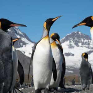 Antarctica