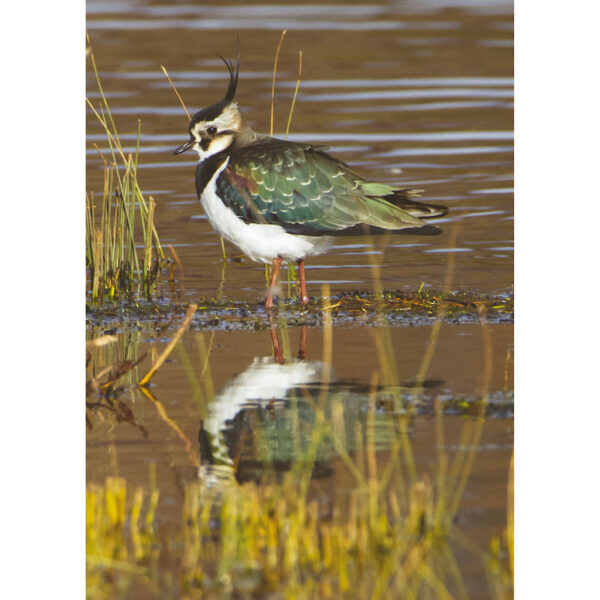 Lapwing greeting card