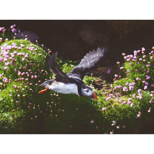 Puffin at Handa Island Scotland
