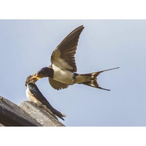 Swallow Feeding Chicks