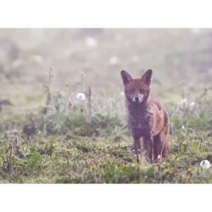 Fox at dawn