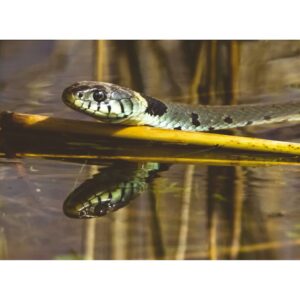 Grass snake reflection