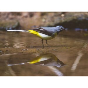 Wagtail reflection