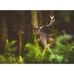 Shropshire Deer