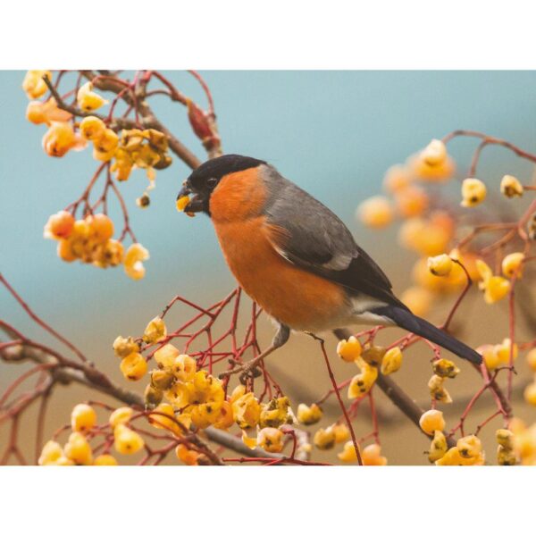 Male Bullfinch