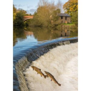 Hen and Cock Salmon Leaping