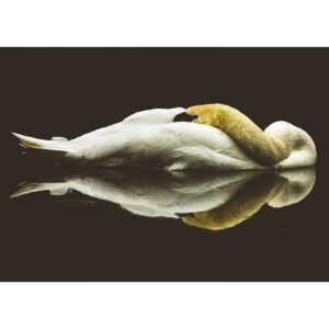 Swan reflected in Walcot Lake in Shropshire greeting card