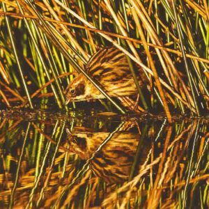 Reed bunting