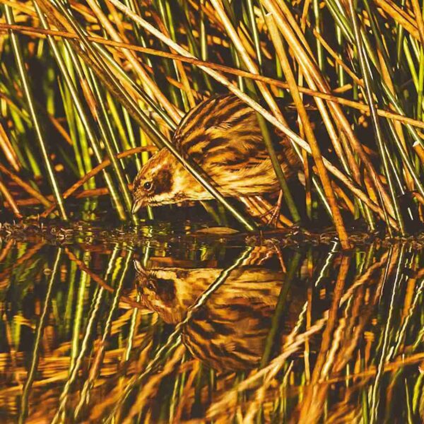 Reed bunting