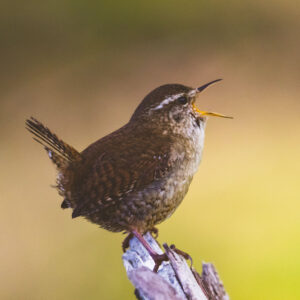 Wren
