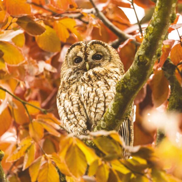 AFPS06 Tawny Owl