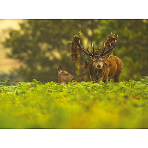 Deer greeting card