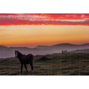 Sunrise with pony on Long Mynd