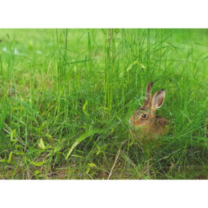 Leveret in grass