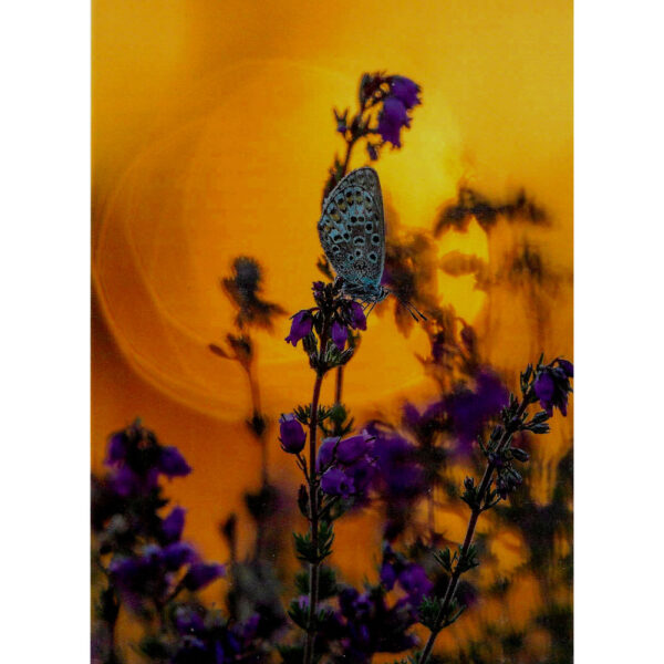 Silver Studded Blue Butterfly at sunset Silver Studded Blue Butterfly at sunset AFP53
