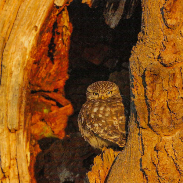 Little owl at dawn Greeting Card Little owl at dawn Greeting Card