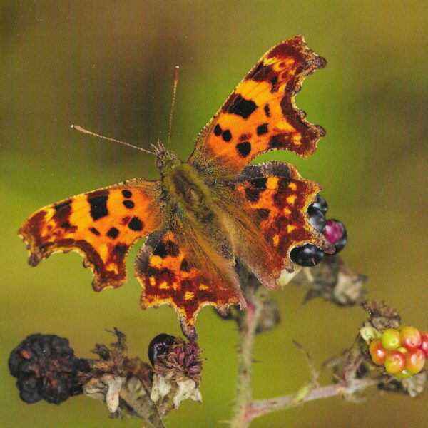 Comma Butterfly in Autumn on blackberries