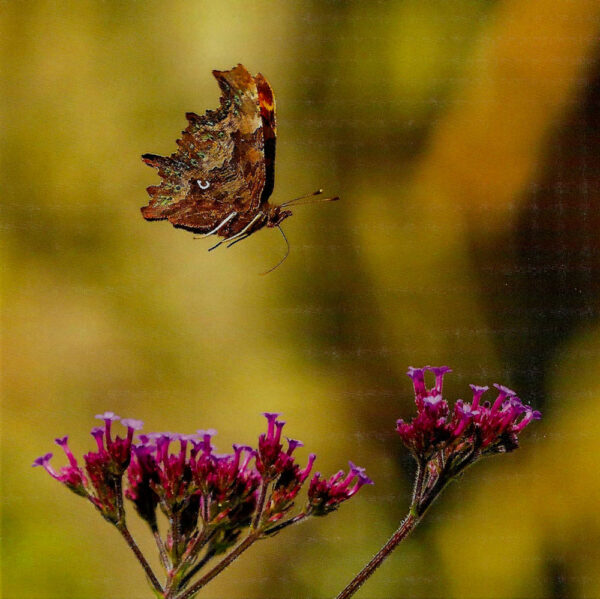 Comma Butterfly