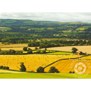 SBF101 Harvest time under Lyth Hill