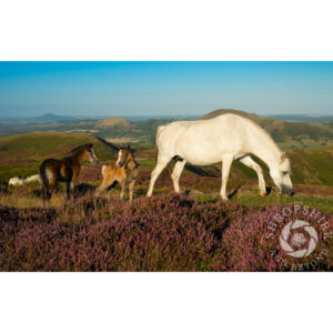 SBF105 Horses on the Long Mynd