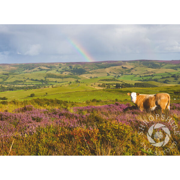 Looking to Long Mynd from Stiperstones