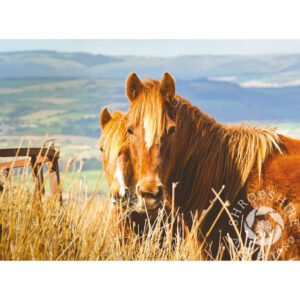 SBF116 Horses on Brown Clee Hill