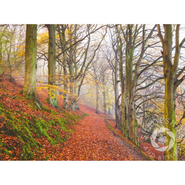 The Beech Walk in autumn on the Wrekin, Shropshire