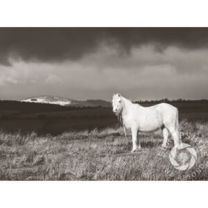 SBF125 Pony on Hopesay Common