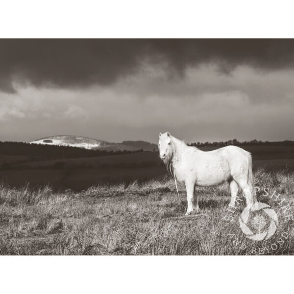 Black and white study of a pony on Hopesay Common, Shropshire, England.