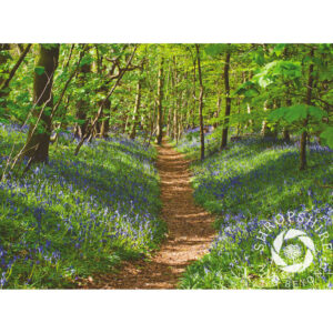 SBF126 Bluebell woodland path