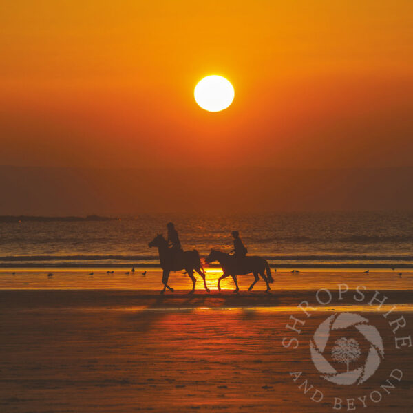 Ponies at sunset on Westward Ho! beach, Devon, England. Ponies at sunset