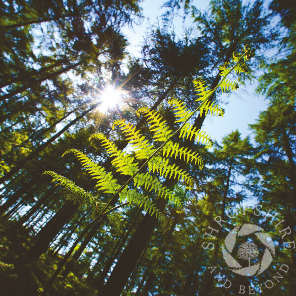 Fern in forest Fern in forest