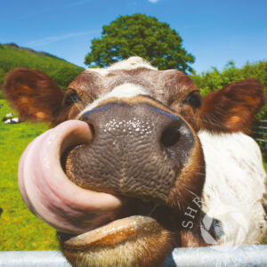 Tongue in nose SC21