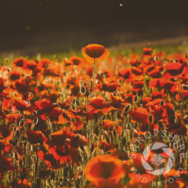 Poppies at sunset SC22