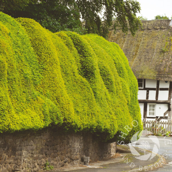 Sculpted yew tree hedge SC31