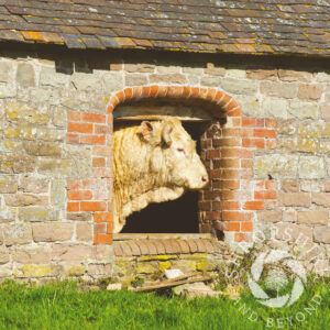 The Bull's Head SC32